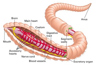 Phylum : Annelida - W3schools