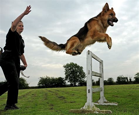 Police dog training, Miami K9 Enforcement German Shepherd Picture ...