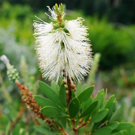 Callistemon citrinus White Anzac