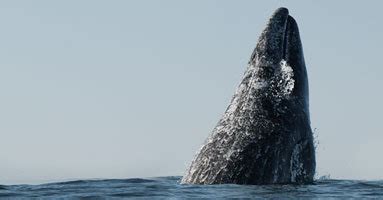 Breaching Behavior of Gray Whales | Whale's Tail Charters | Contact Us