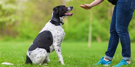 In-Home Dog Behaviour Training Brisbane With Brett | SitDropStay