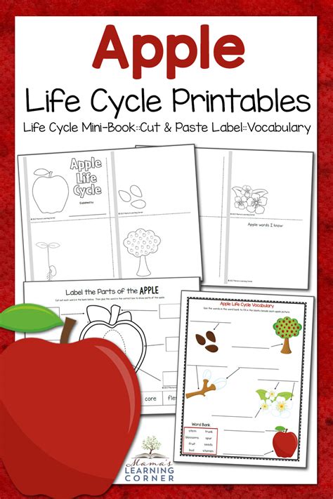 Apple Life Cycle Worksheets - Mamas Learning Corner