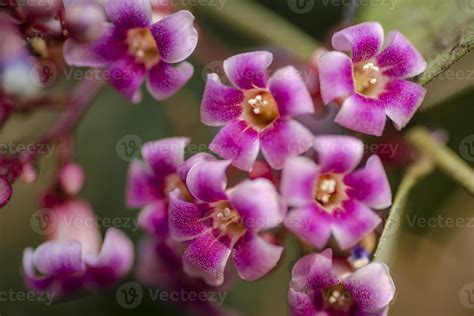 Star Fruit Flowers 1264404 Stock Photo at Vecteezy