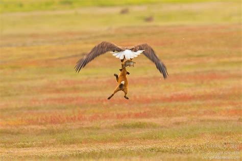 Eagle vs. fox: Lute snaps breathtaking viral photos | News | PLU