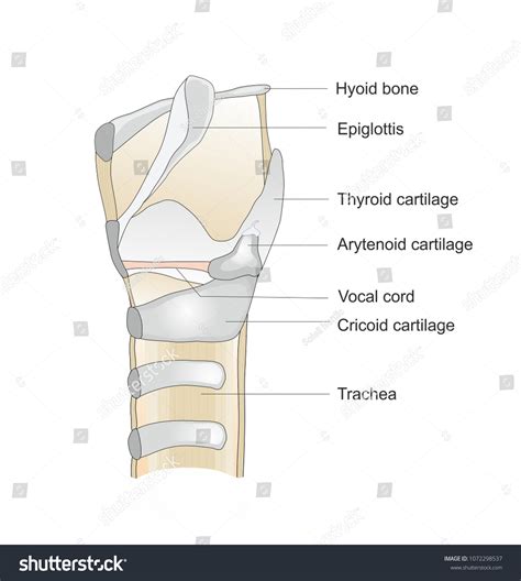 297 Arytenoid Cartilage Images, Stock Photos & Vectors | Shutterstock