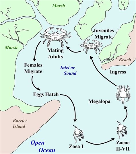 Coconut Crab Life Cycle