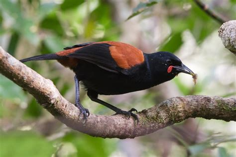 Saddleback : Birding NZ