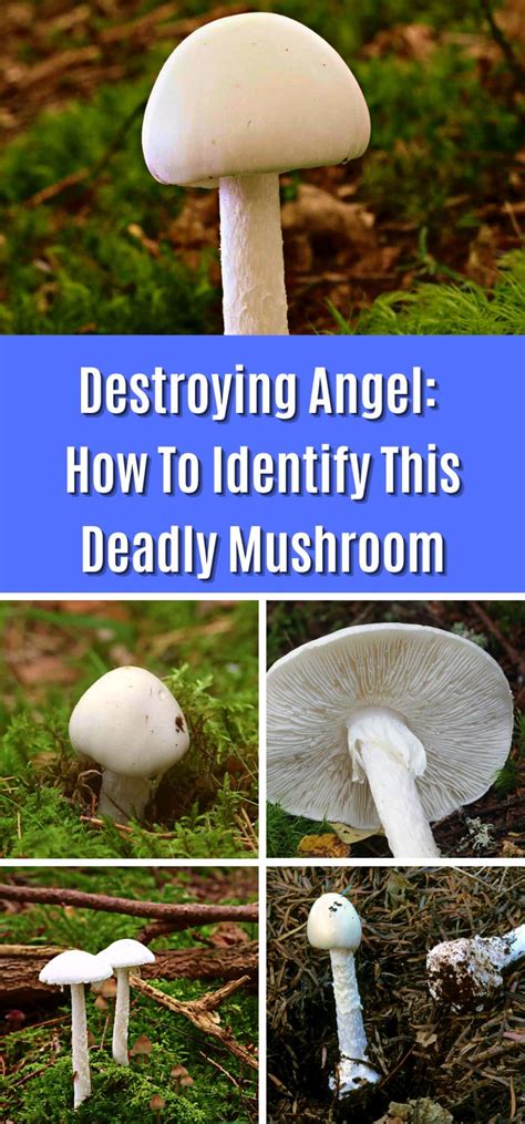 Destroying Angel: How To Identify This Deadly Mushroom - Mushroom ...