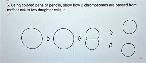 using colored pens or pencils show how 2 chromosomes are passed from ...