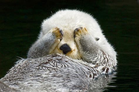 Close-Up Of Sea Otter Floating On Back Covering Eyes With Paws ...