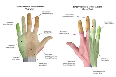 Cubital Tunnel Release - Jared Lee, MD