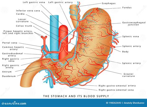 Blood Supply Of The Pancreas Vector Illustration | CartoonDealer.com #199320640