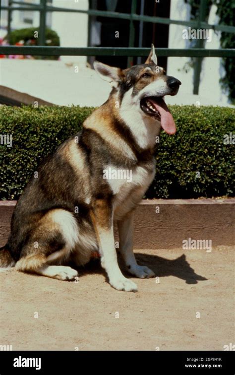 THE LITTLEST HOBO, London the Dog, 1958. © Allied Artists / Courtesy Everett Collection Stock ...