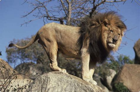 Animals Plants Rainforest: African Lion The King of Africa