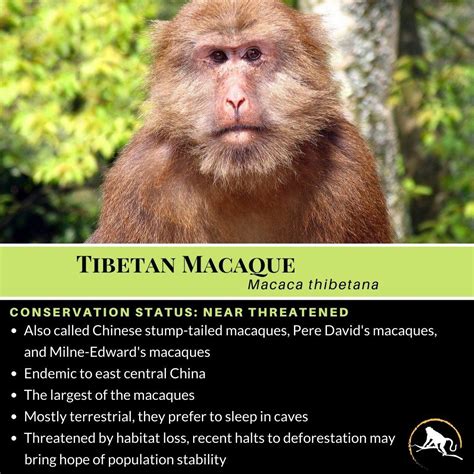 Tibetan Macaque | New England Primate Conservancy