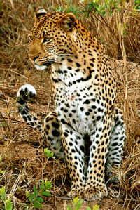 Leopard-tiger Hybrids - Mammalian Hybrids