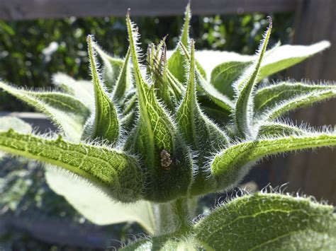 Spiky Sunflower Bud Free Stock Photo - Public Domain Pictures