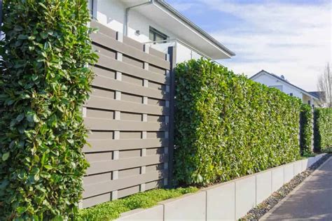 Fast Growing Hedges In Australia | Lawn.com.au