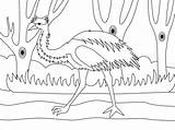 Kolorowanka Emu  Kolorowanki Dla Dzieci Do Druku sketch template