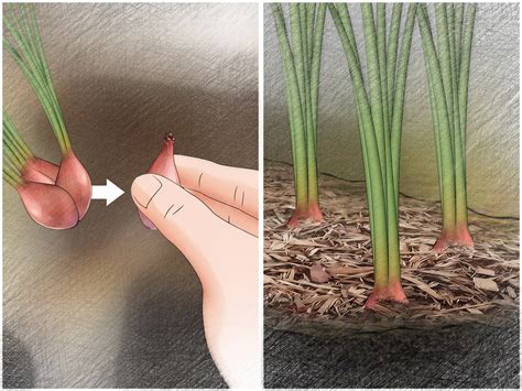 How to Plant Shallots (with Pictures) - wikiHow