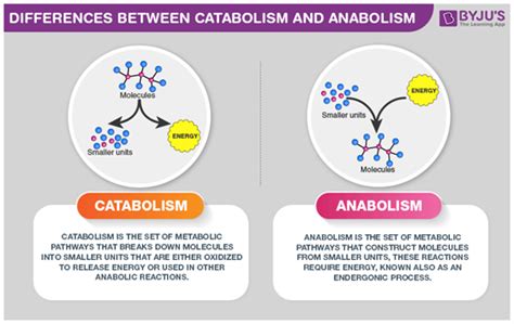 What is the difference between catabolic pathways and anabolic pathways? Get the Answer at BYJU ...