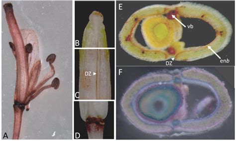 Flower (A) and mature silique (B-E) stained in situ by... | Download Scientific Diagram