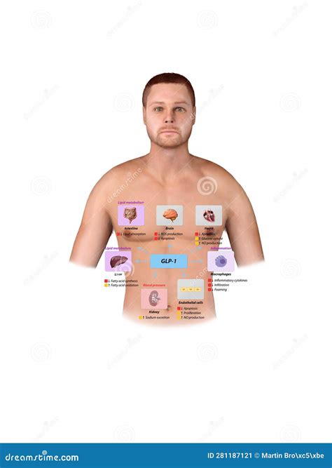 Glucagon-like Peptide 1 GLP-1 Molecule, Chemical Structure. GLP-1 is ...