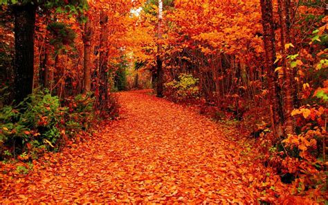 autumnal-leaves | Automne, Tweets