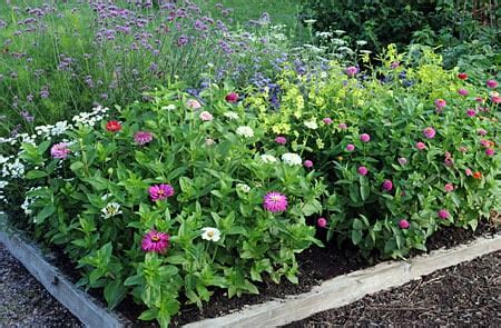 Flower Garden Plan For Beginners - Garden Design Ideas