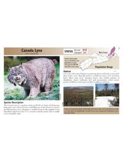 Canada Lynx STATUS Endangered Lynx canadensis / canada-lynx-status-endangered-lynx-canadensis ...