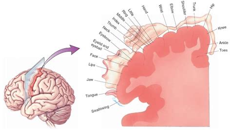 The relative homuncular representation of the primary motor cortex ...
