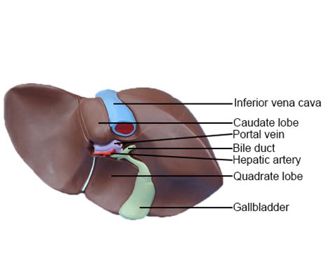 Porta Hepatis Lymph Node