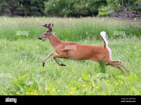 White-tailed deer buck with velvet antlers running through a meadow in the spring in Canada ...