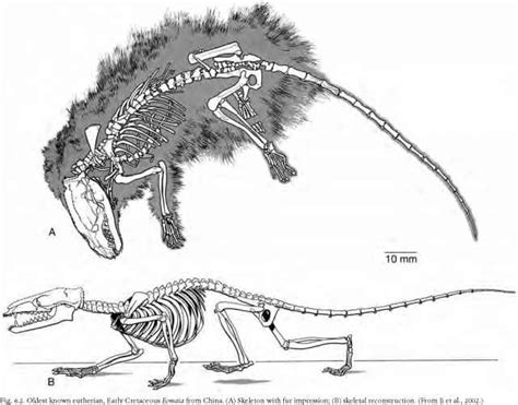 Eutherian Mammals