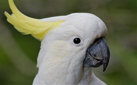 Download wallpapers white parrot, White cockatoo, white bird, tropical birds, parrots for ...