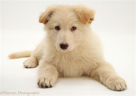 Dog: White Alsatian pup photo WP13404