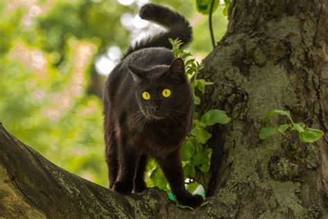 Top 7 Bombay Cat Breeders