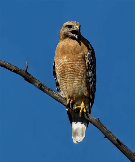 Red-shouldered Hawk | San Diego Bird Spot