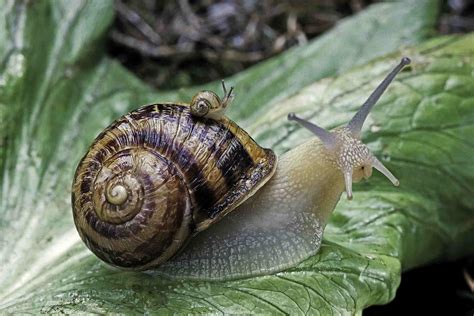 'n Gids tot aardse slakke