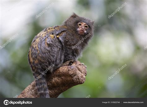 Portrait Pygmy Marmoset Natural Habitat Stock Photo by ©EBFoto 310922744