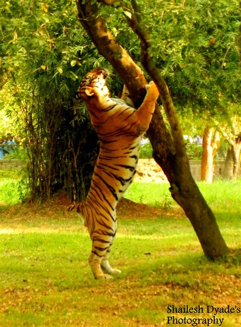 Mysore Zoo Animals..!!