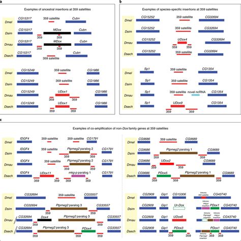 Examples of modes of Dox superfamily expansions in the simulans... | Download Scientific Diagram