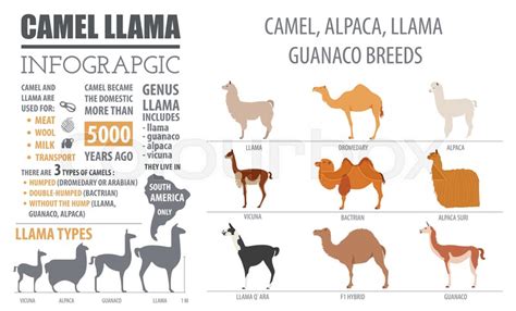 Camel, llama, guanaco, alpaca breeds ... | Stock vector | Colourbox