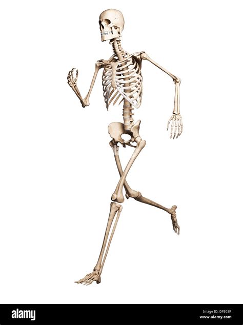 Running skeleton, artwork Stock Photo - Alamy