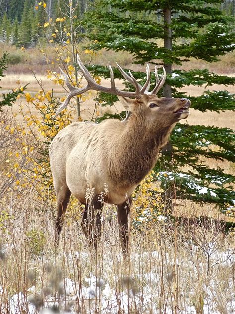 Free photo: stag, elk, calling, wildlife, antlers, male, wild | Hippopx