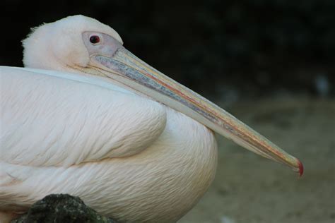 Free photo: White Pelican - Animal, Bird, Nature - Free Download - Jooinn