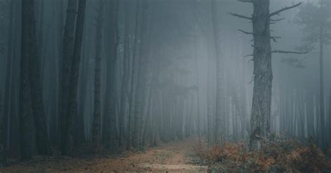 10 great tips for improving your fog photography – Splento Blog