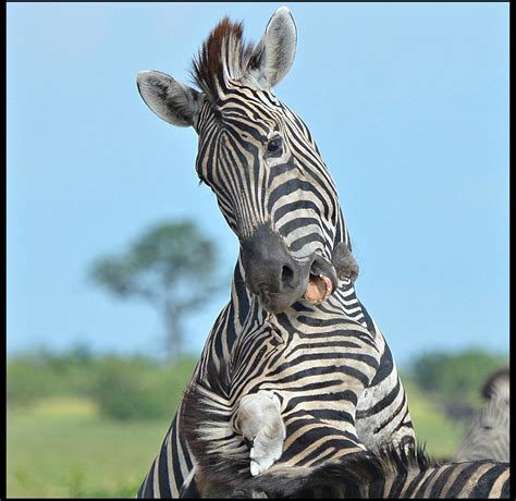 Zebra Fight. | Zebra Fight. Baring their teeth and even jump… | Flickr