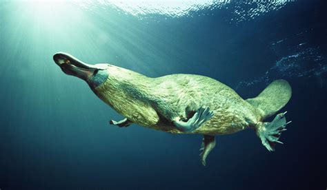 Duck-Billed Platypus - Australian Adaptations