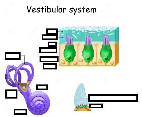 Vestibular System Diagram | Quizlet